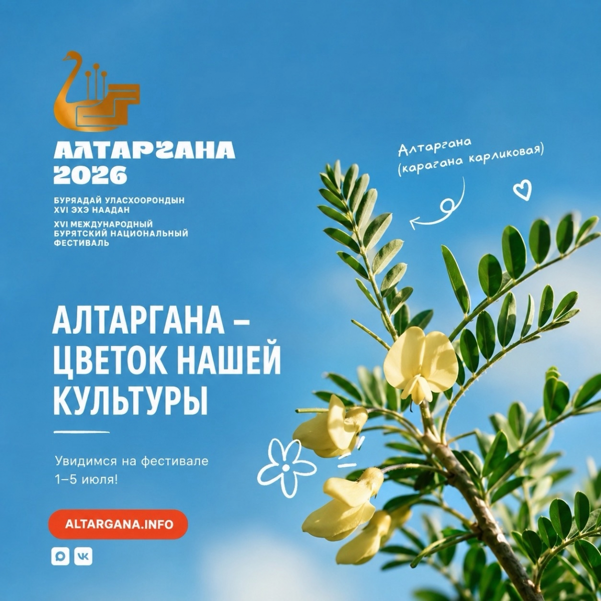 Алтаргана: степной цветок — символ бурятского народа
