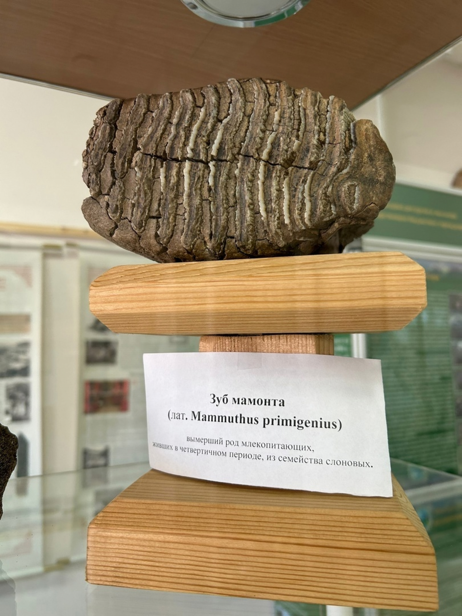 Музей «Природы и Человека» нацпарка «Тункинский»